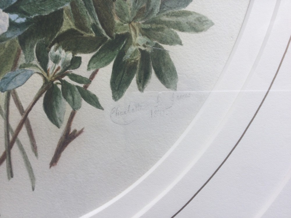 An oval-mounted botanical watercolour painting depicting a cluster of pink, purple, and white azalea blossoms with green foliage. View III