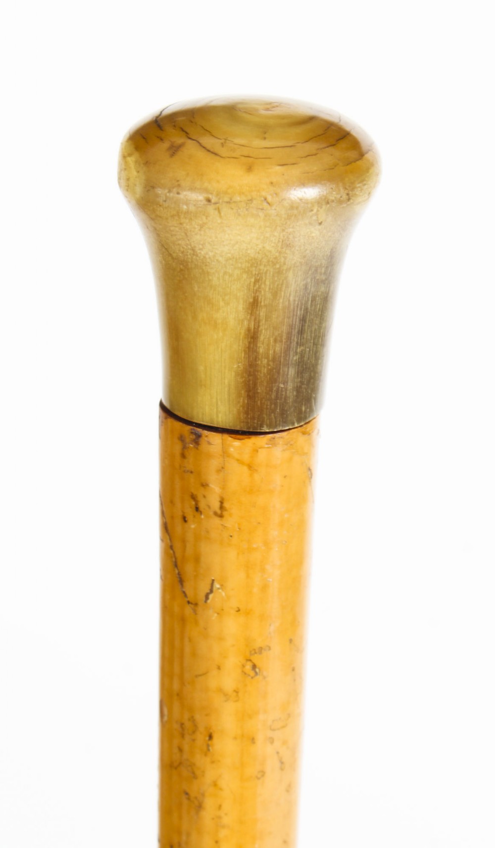 A close-up view of a Victorian walking stick featuring a polished, domed natural horn pommel attached to a light brown wooden shaft.