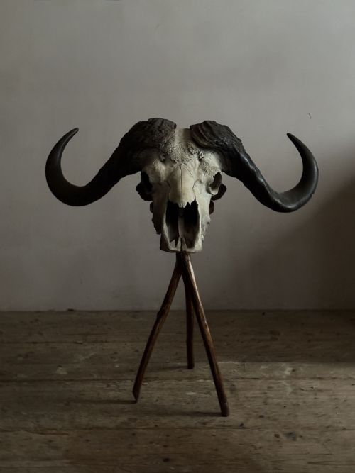 CAPE BUFFALO SKULL