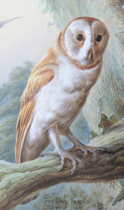 fig 1. A Victorian watercolour painting titled The Owl Family depicting an adult barn owl perched on an ivy-clad tree branch beside a nest with two chicks.