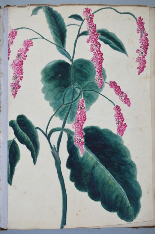 Important Canadian Watercolours Drawings and Prints (Scrap Album 19th century) View XV