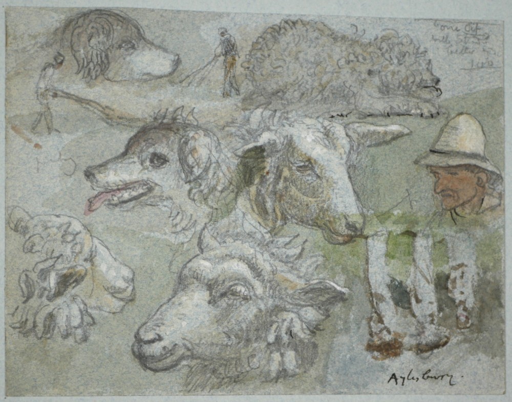 A 19th-century watercolour and graphite study sheet depicting detailed sketches of sheep, dogs, and a farm worker, inscribed with Aylesbury.