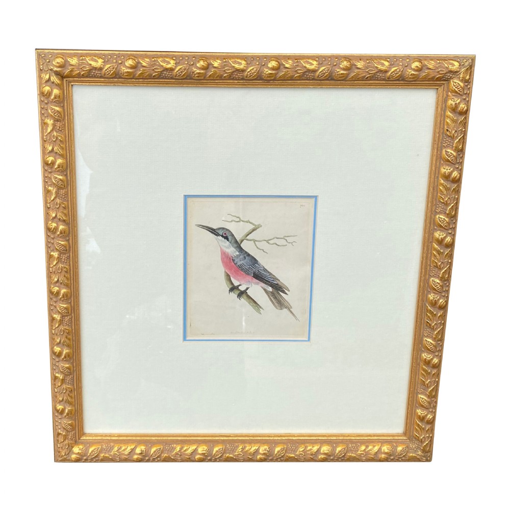 19th Century Hand Coloured Framed Print Of A Tropical Bird