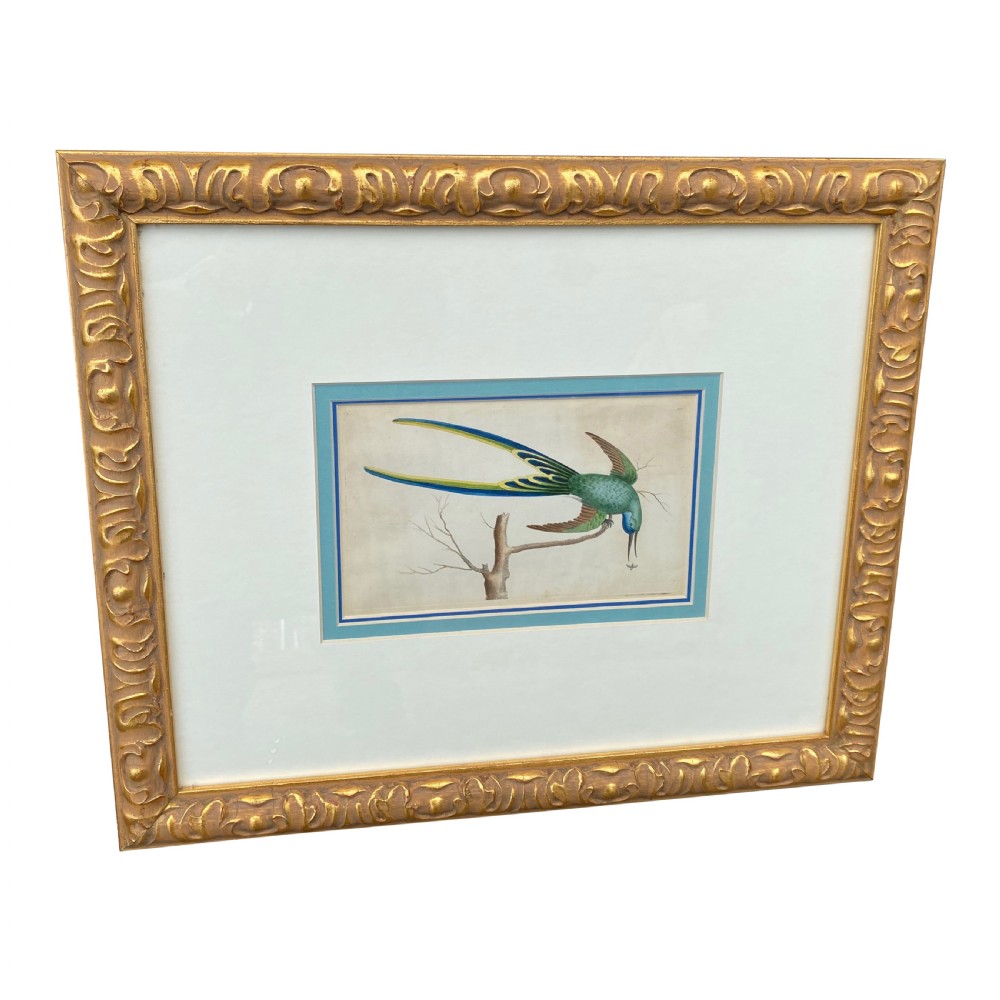 19th Century Hand Coloured Framed Print Of A Tropical Bird