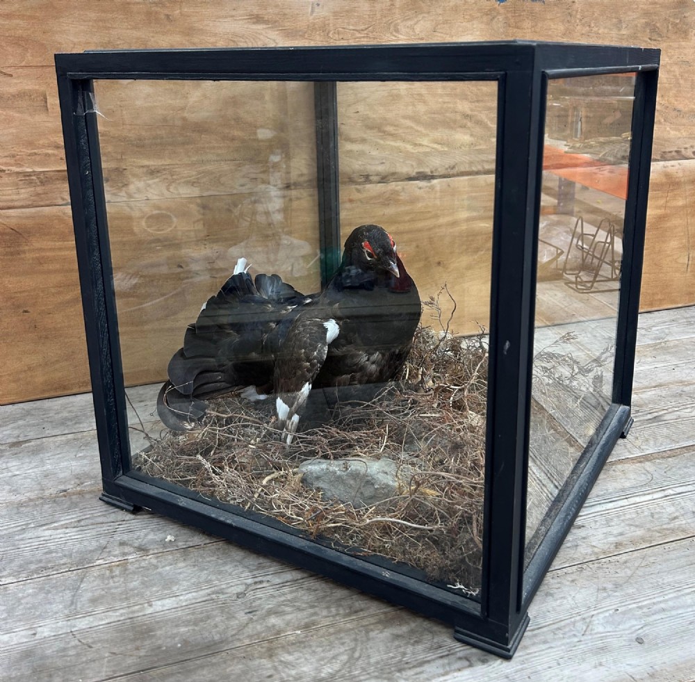 Rare Large Cased Quality Vintage Black Grouse Taxidermy, Lyrurus Tetrix
