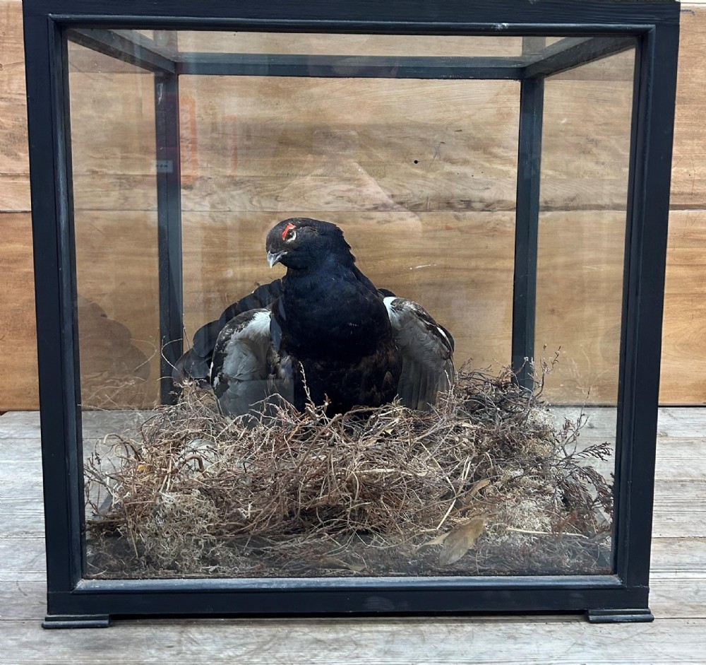 Rare Large Cased Quality Vintage Black Grouse Taxidermy, Lyrurus Tetrix View III