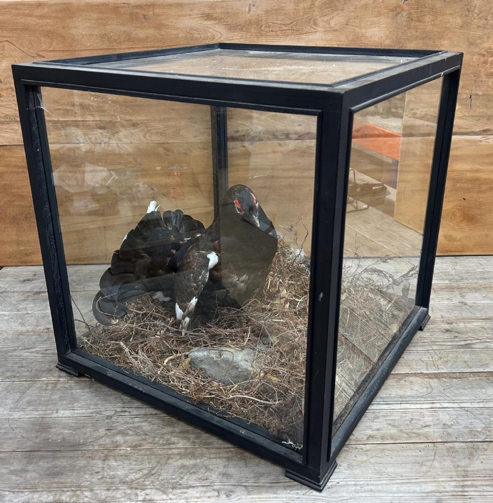 Rare Large Cased Quality Vintage Black Grouse Taxidermy, Lyrurus Tetrix View IV