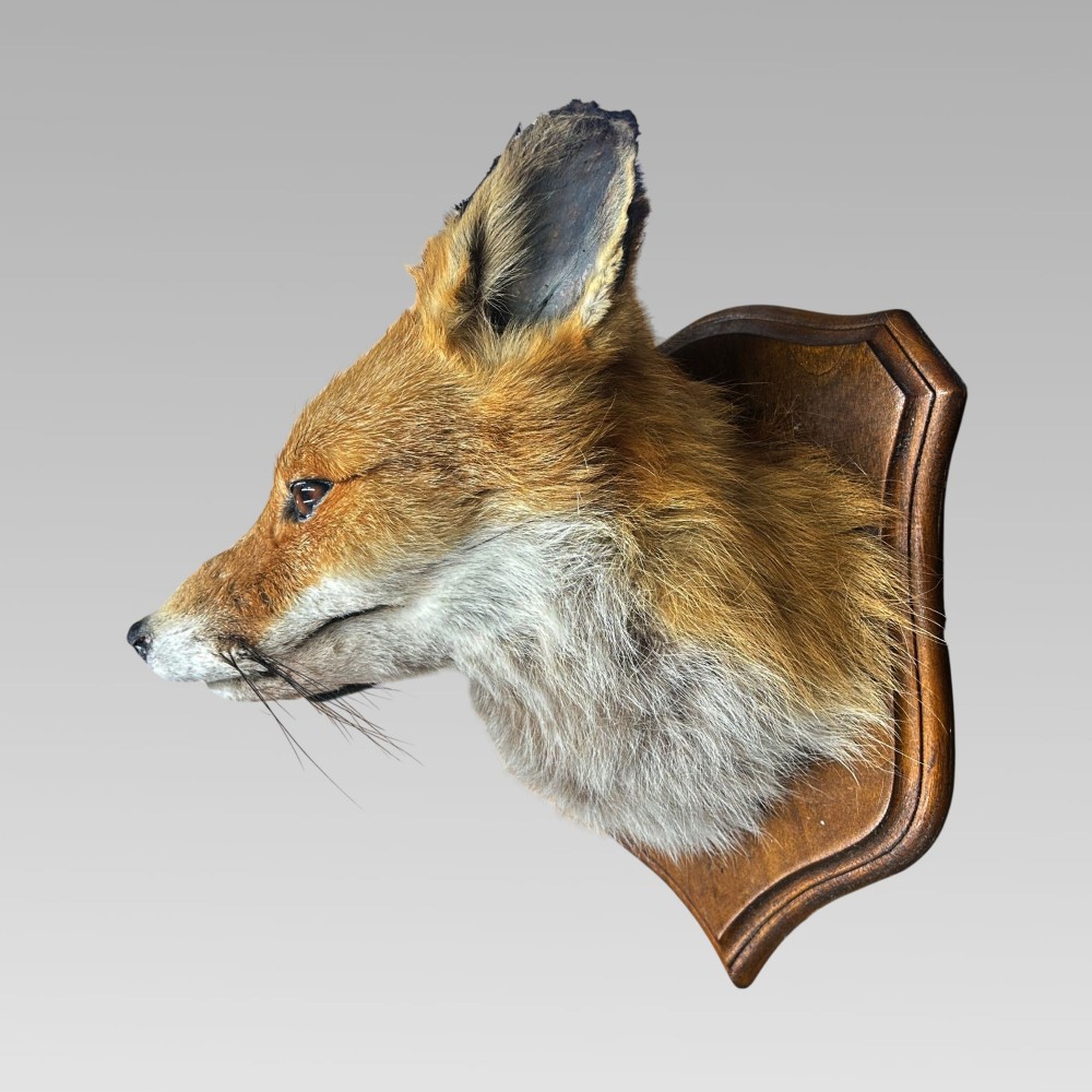 Stunning Decorative Taxidermy Fox Head on Shield Plaque, Hunting Interest View II