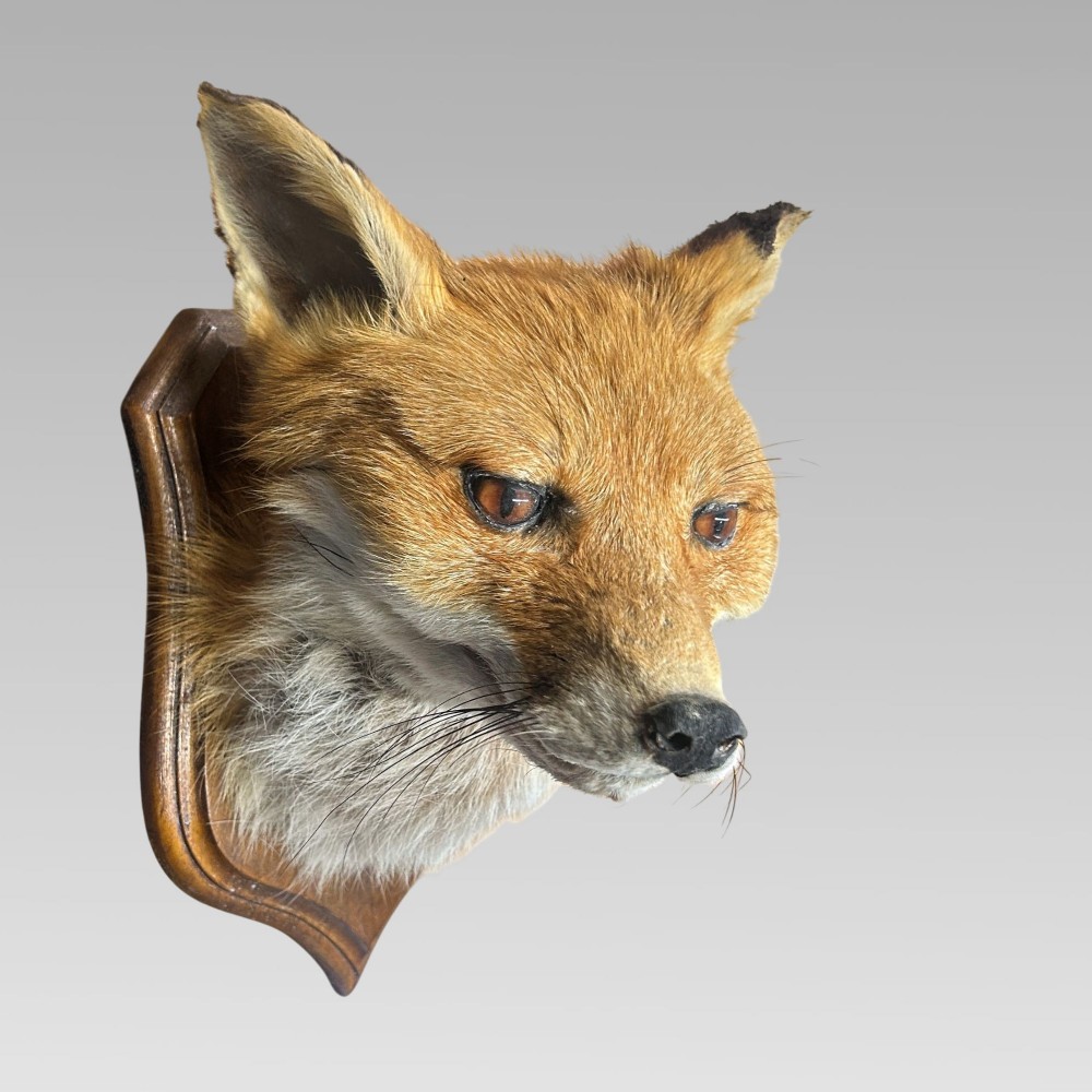 Stunning Decorative Taxidermy Fox Head on Shield Plaque, Hunting Interest View III