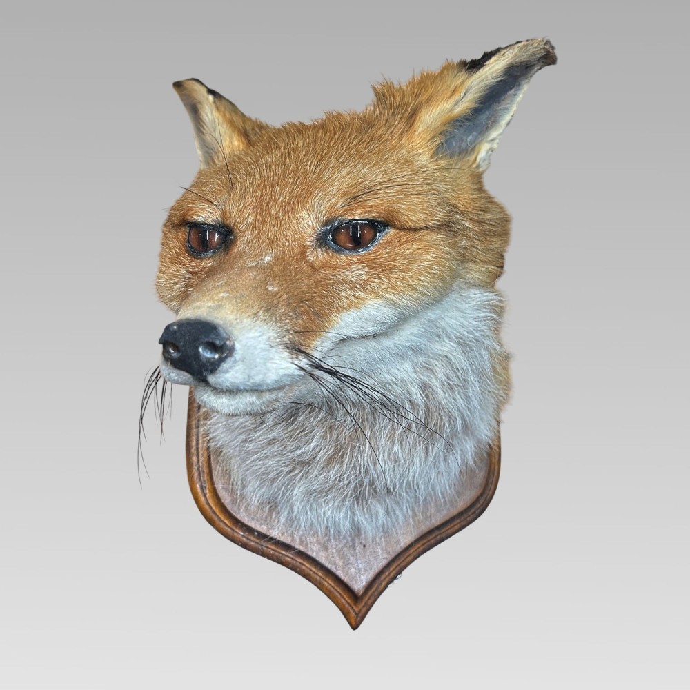 Stunning Decorative Taxidermy Fox Head on Shield Plaque, Hunting Interest View IV