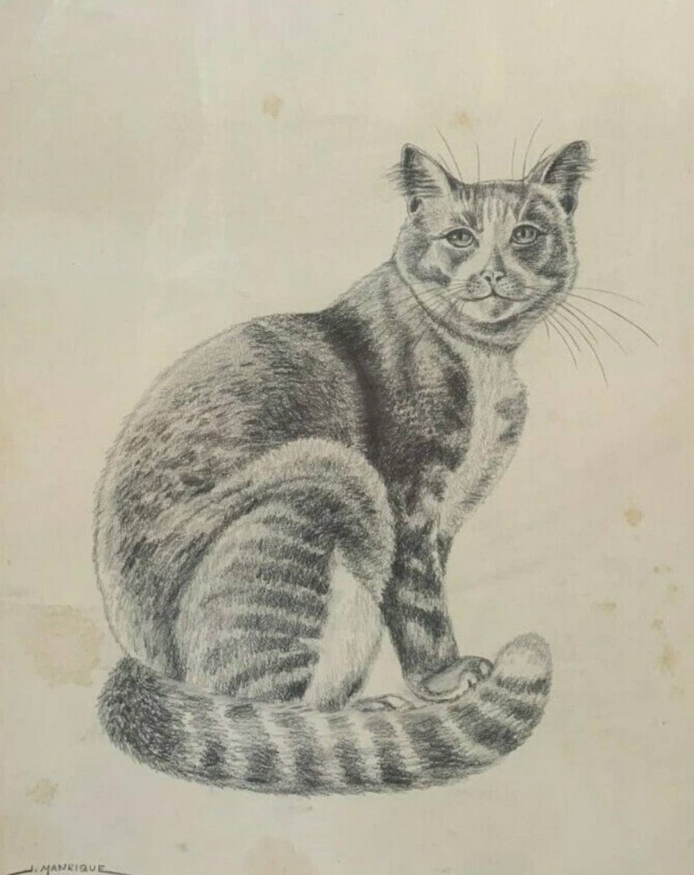 A vintage graphite pencil drawing on off-white paper depicting a seated tabby cat, signed J. Manrique in the lower left corner.