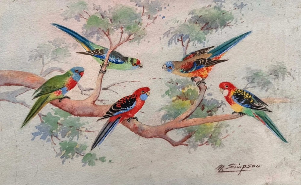 A watercolour painting depicting five Australian parrots with red, blue, and green plumage perched on branches, signed M Simpson.