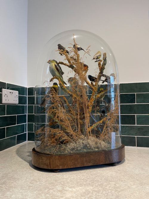 LARGE TAXIDERMY DOME OF NATIVE AUSTRALIAN BIRDS - ADDITIONAL PHOTO 2