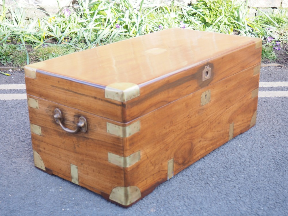 Camphor trunk