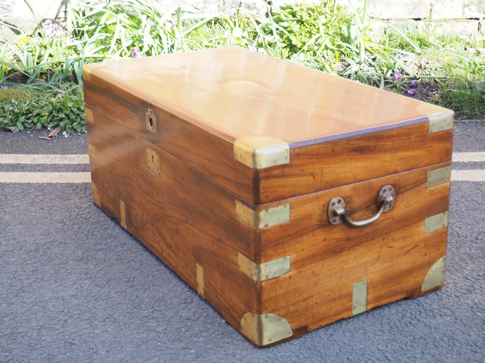 Camphor trunk View VI