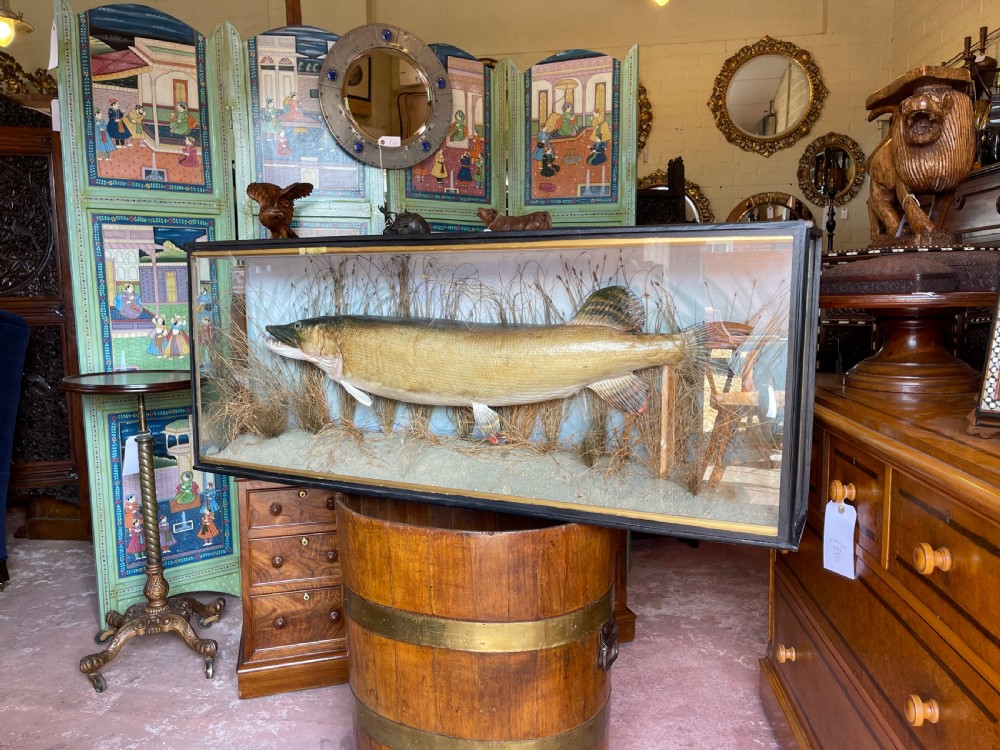 A preserved freshwater pike mounted inside a glazed rectangular wooden case filled with dried riverbed reeds.