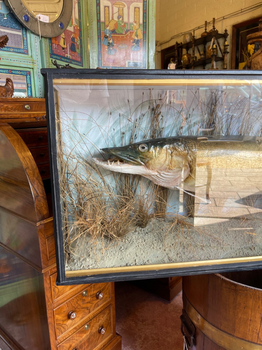 A preserved freshwater pike mounted inside a glazed rectangular wooden case filled with dried riverbed reeds. View II