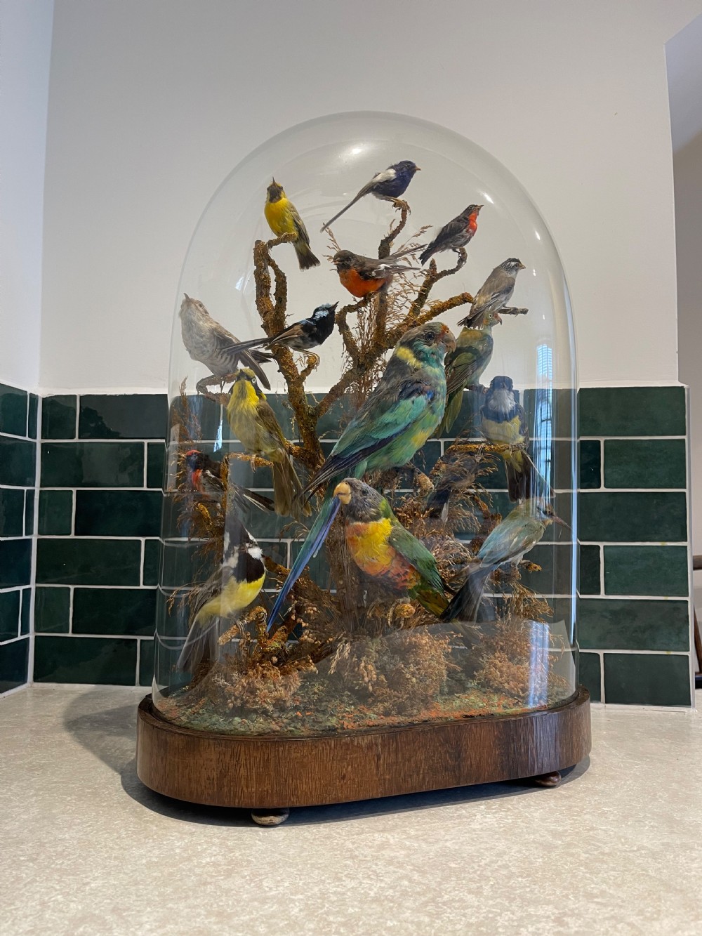Large taxidermy dome of native Australian birds 