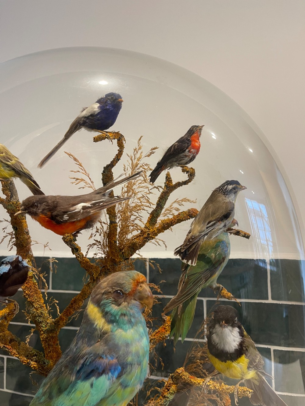 Large taxidermy dome of native Australian birds  View II