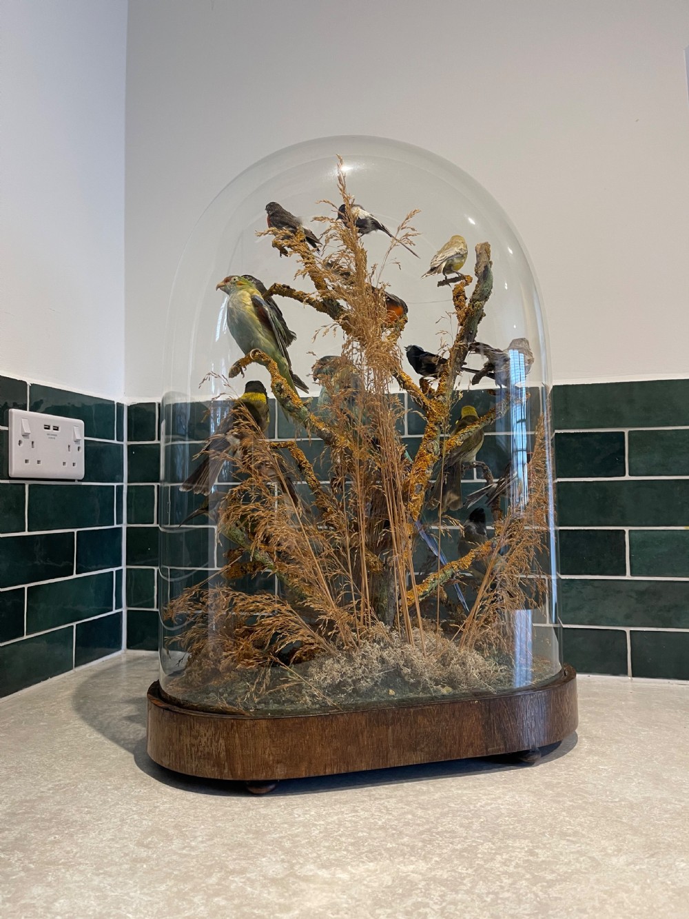 Large taxidermy dome of native Australian birds  View III
