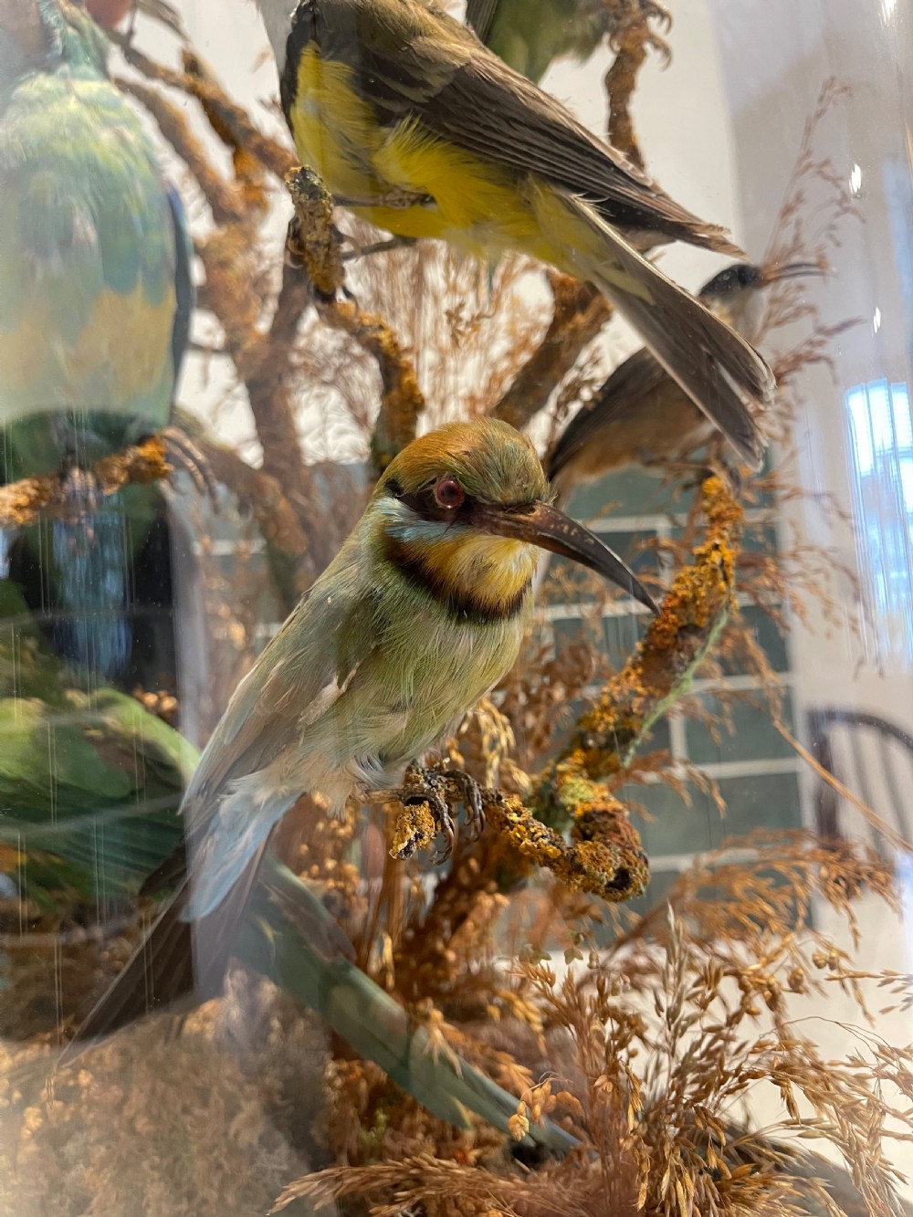 Large taxidermy dome of native Australian birds  View IV