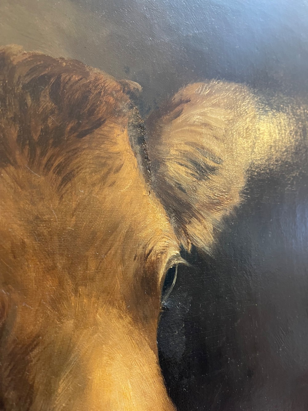 Portrait oil of cow View IV