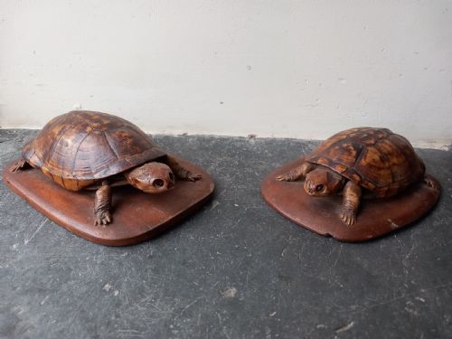 Pair of 19th century tortoises