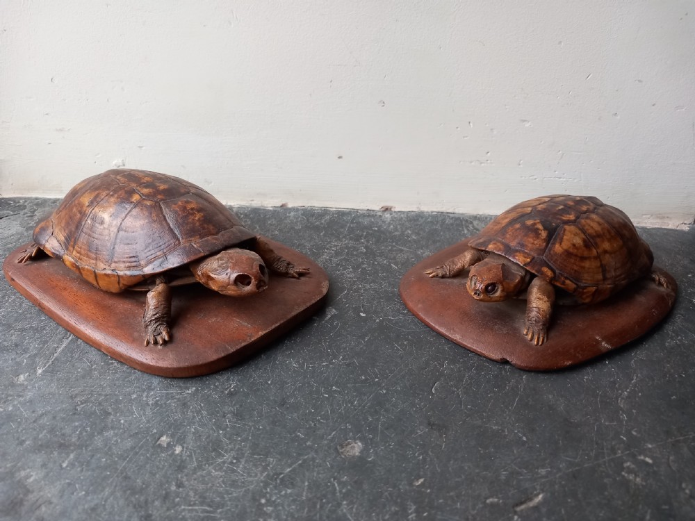 A pair of 19th-century preserved taxidermy tortoises mounted on shaped wooden bases.