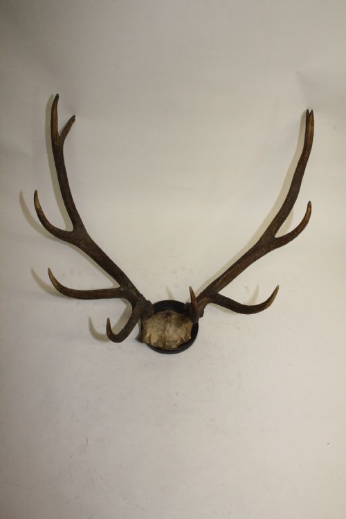 Pair of Stag Antlers Circa 1900