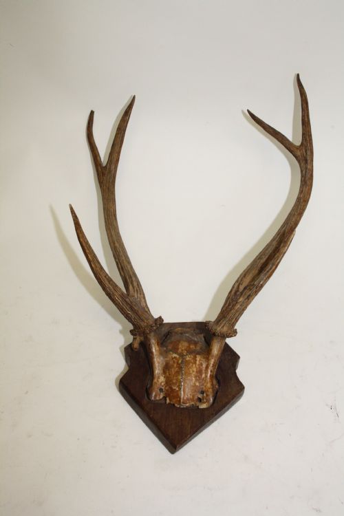 Small Pair of Antlers
