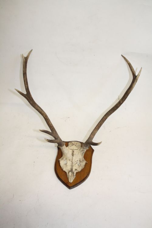 Small Pair of Antlers