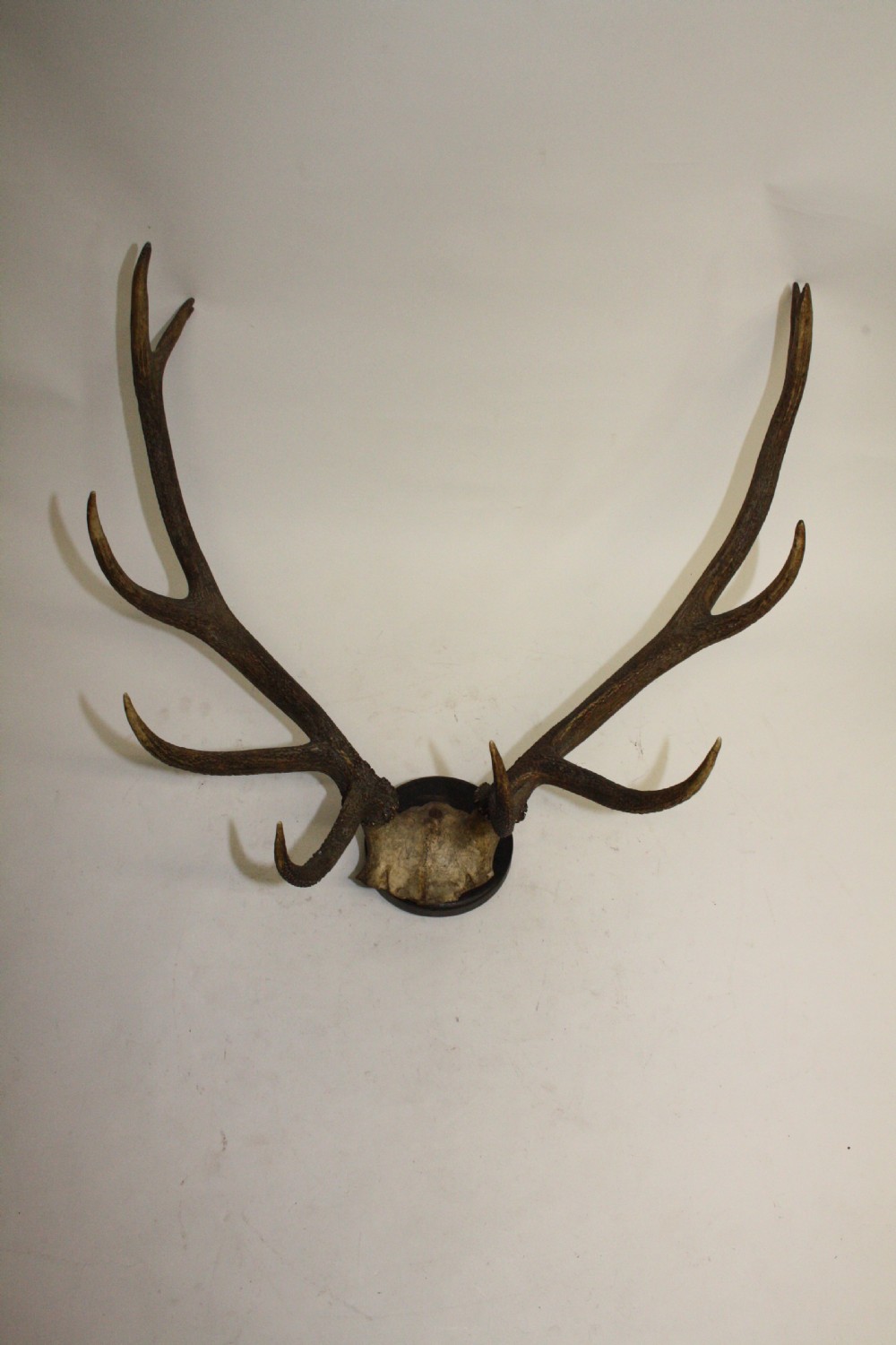 Pair of stag antlers circa 1900