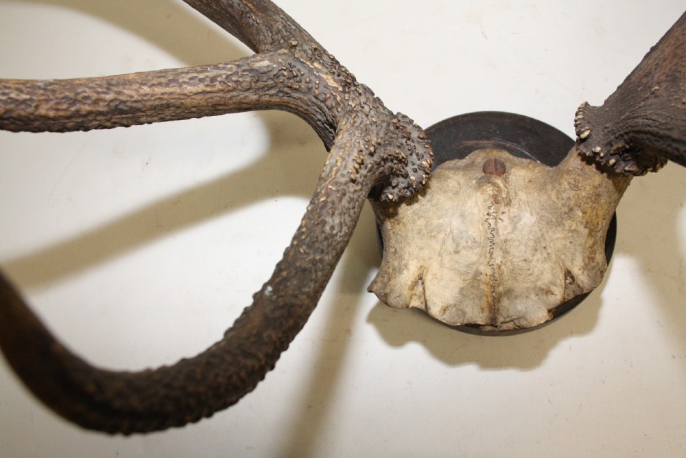 Pair of stag antlers circa 1900 View II