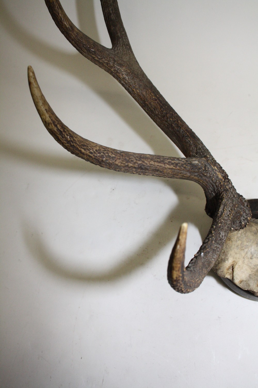 Pair of stag antlers circa 1900 View III