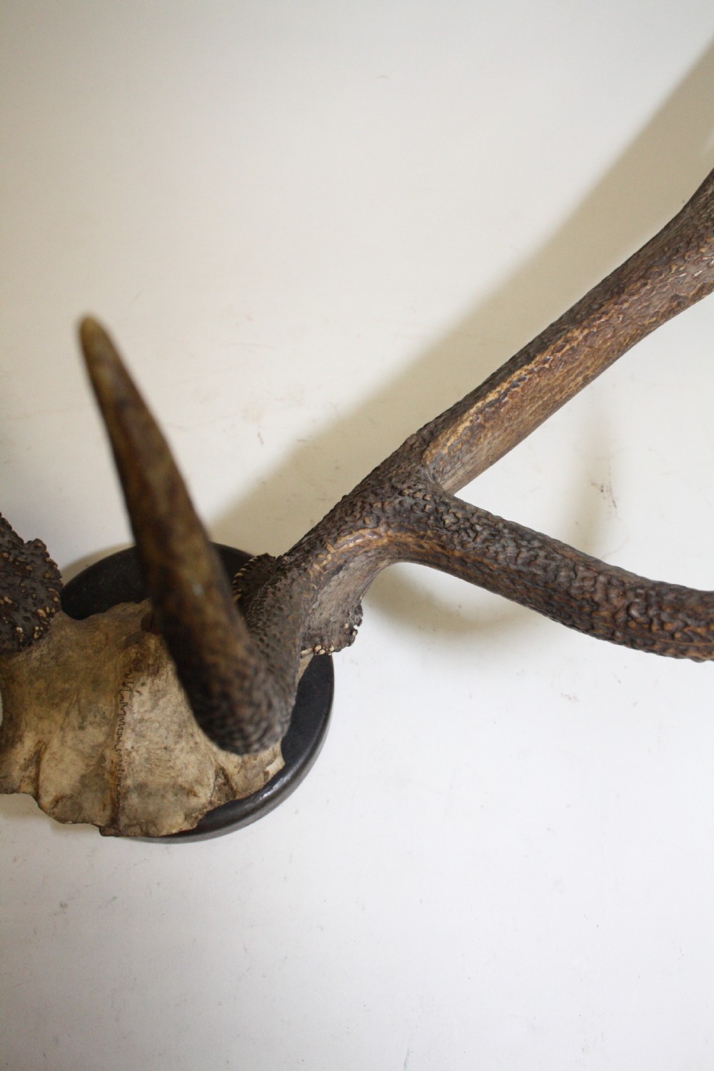 Pair of stag antlers circa 1900 View IV