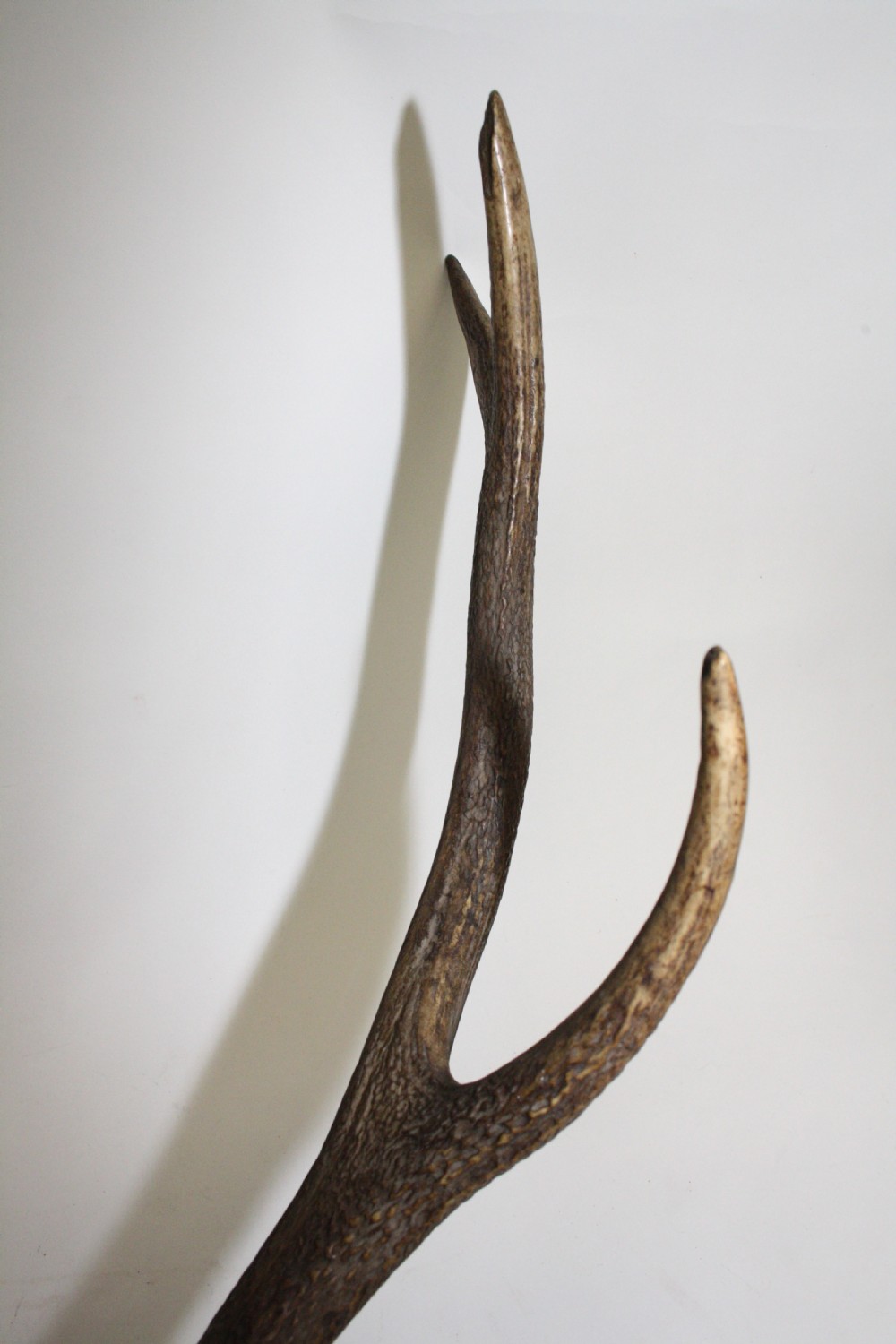 Pair of stag antlers circa 1900 View V