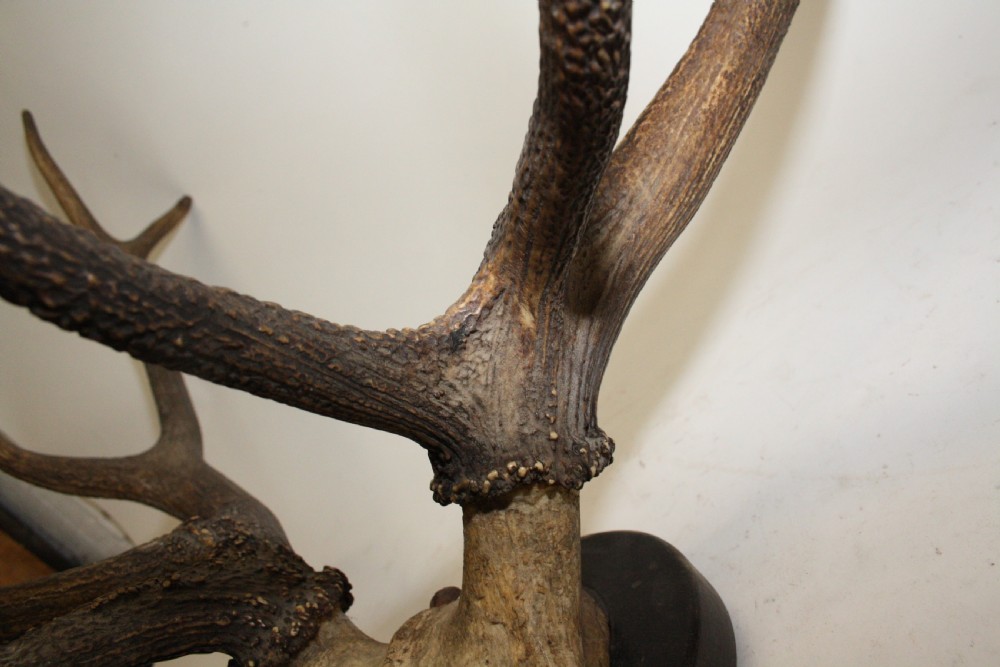 Pair of stag antlers circa 1900 View VI