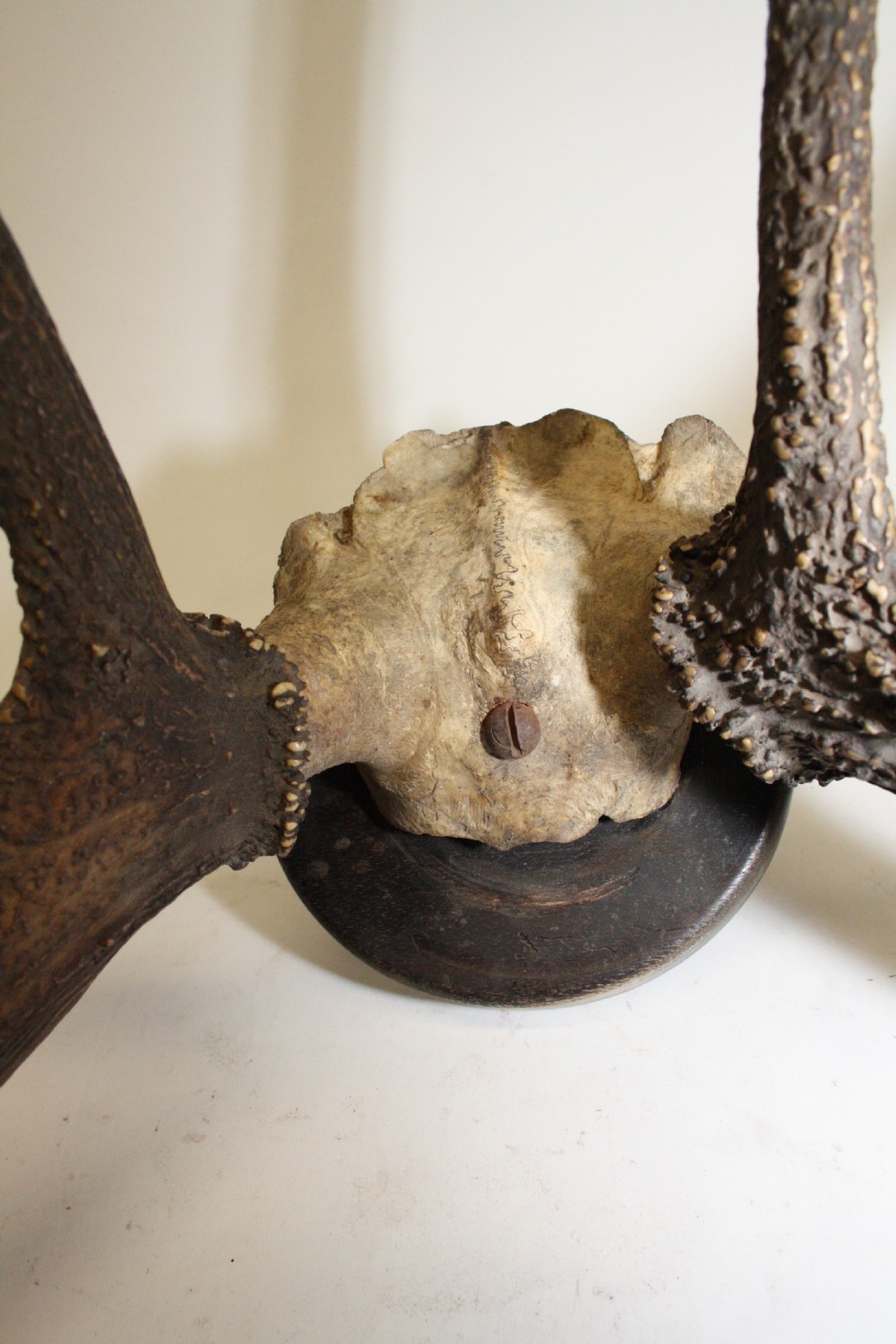 Pair of stag antlers circa 1900 View VII