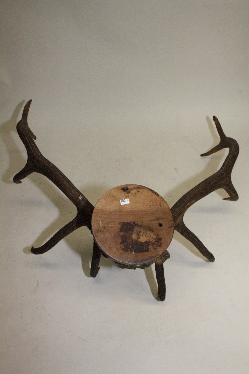 Pair of stag antlers circa 1900 View VIII