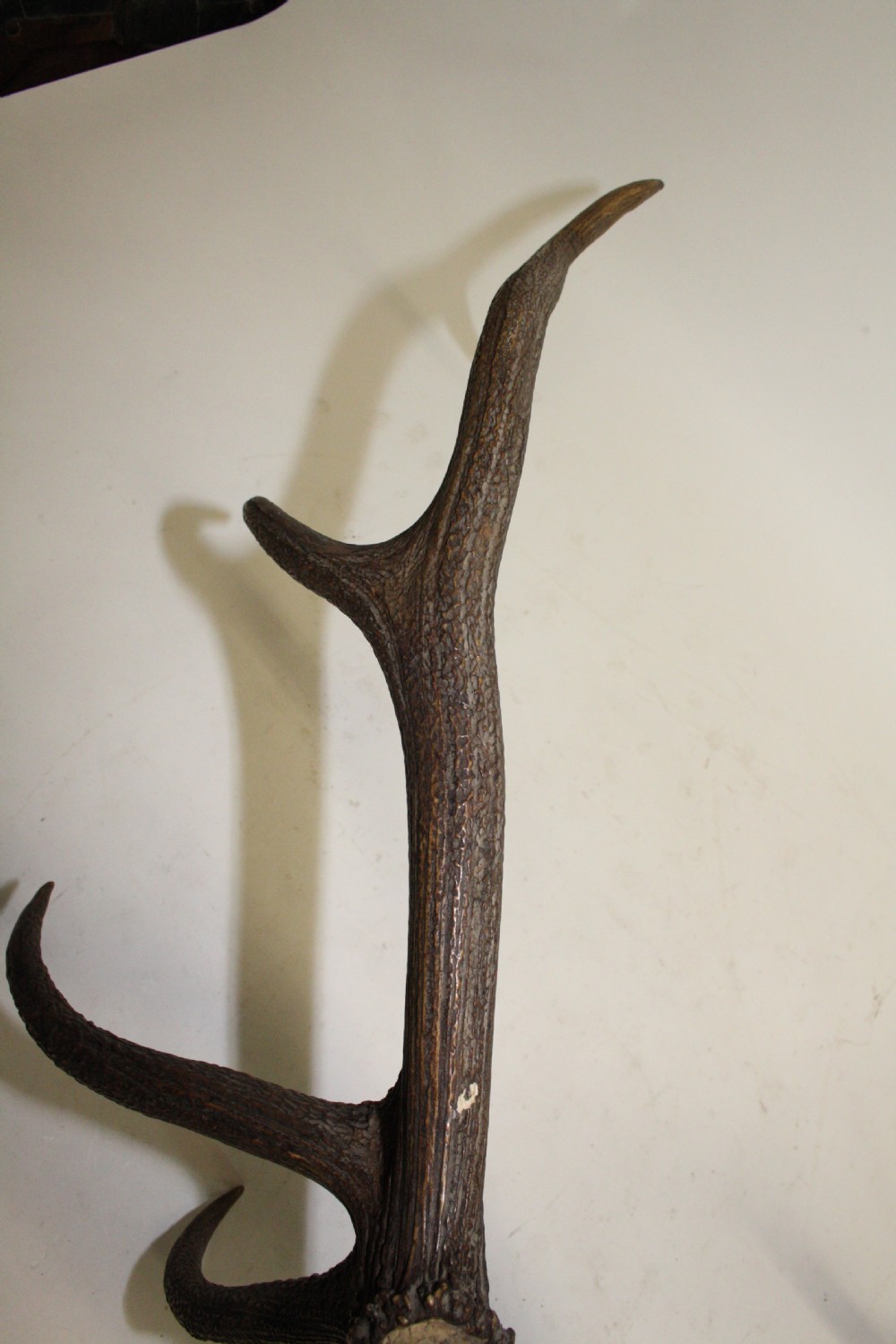 Pair of stag antlers circa 1900 View IX