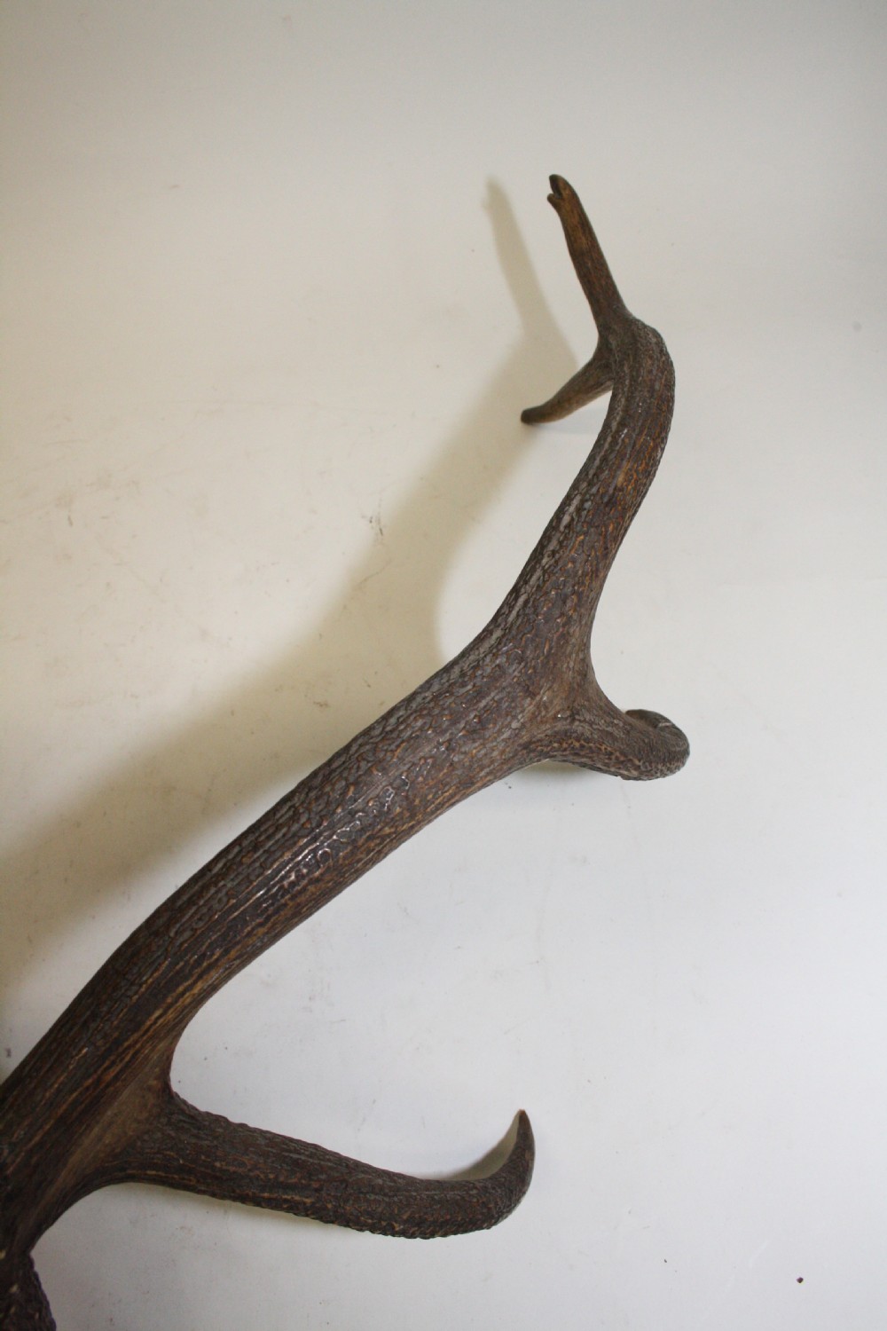 Pair of stag antlers circa 1900 View X