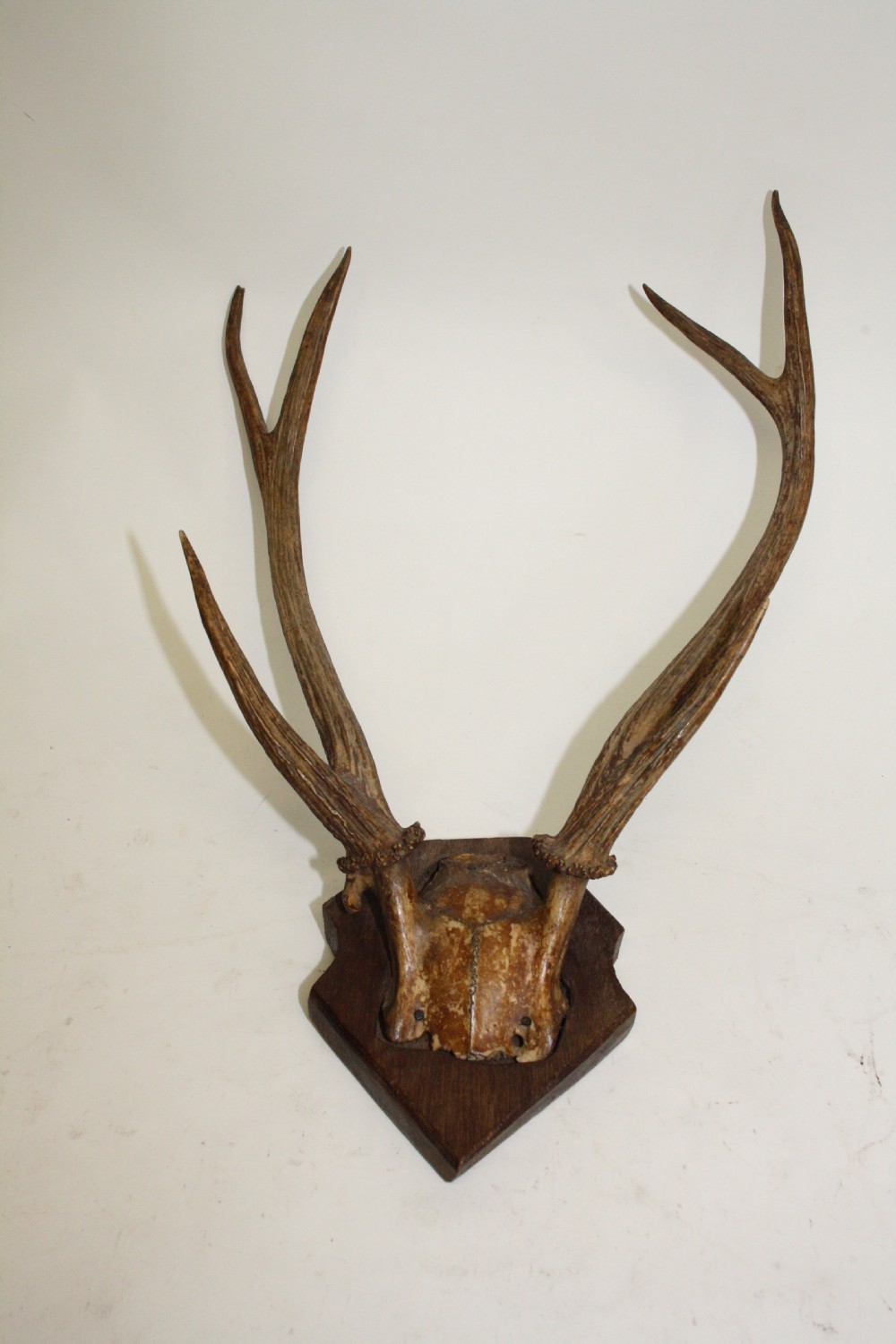 Small pair of antlers