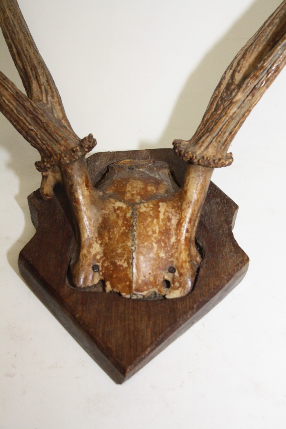 Small pair of antlers View II