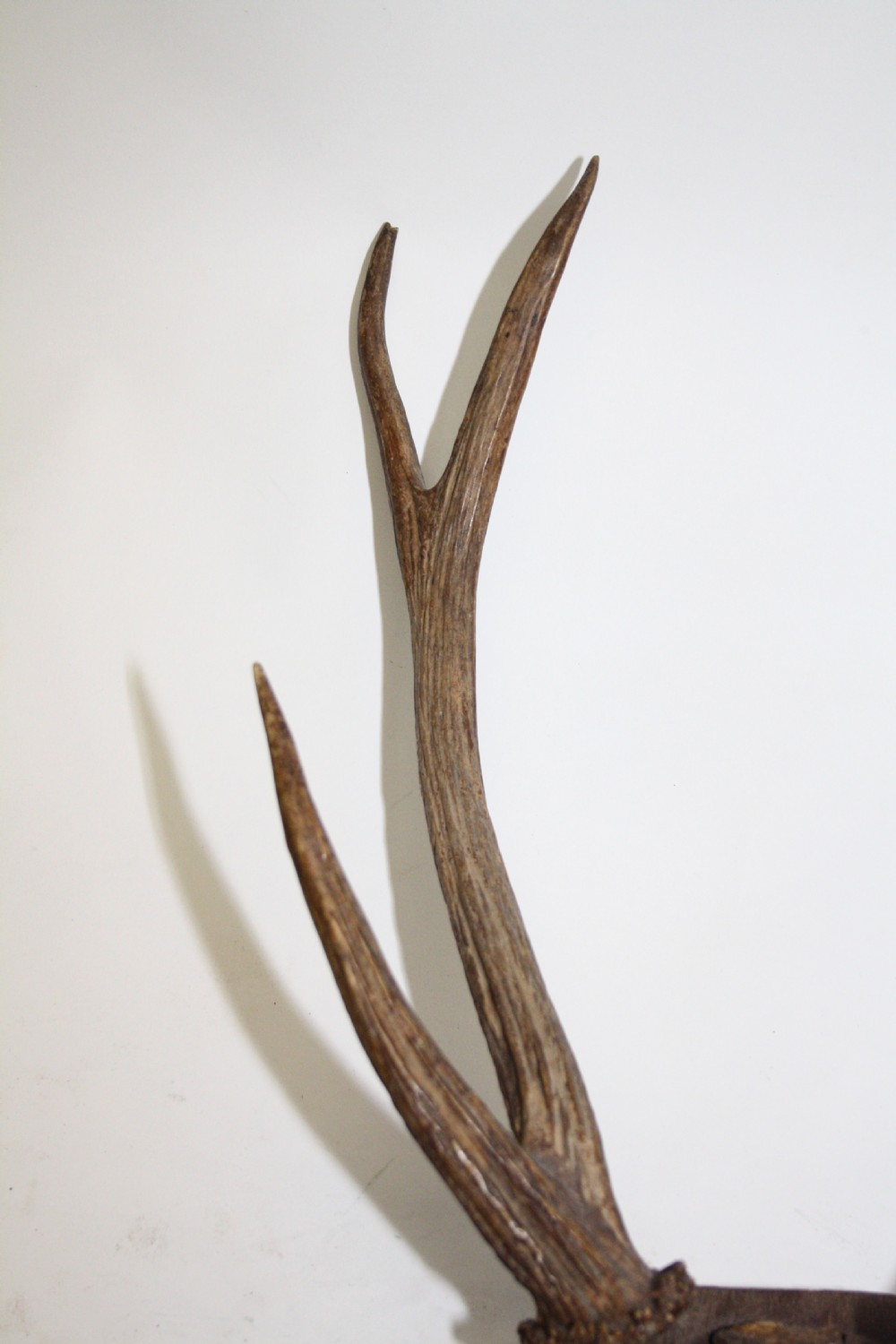 Small pair of antlers View III