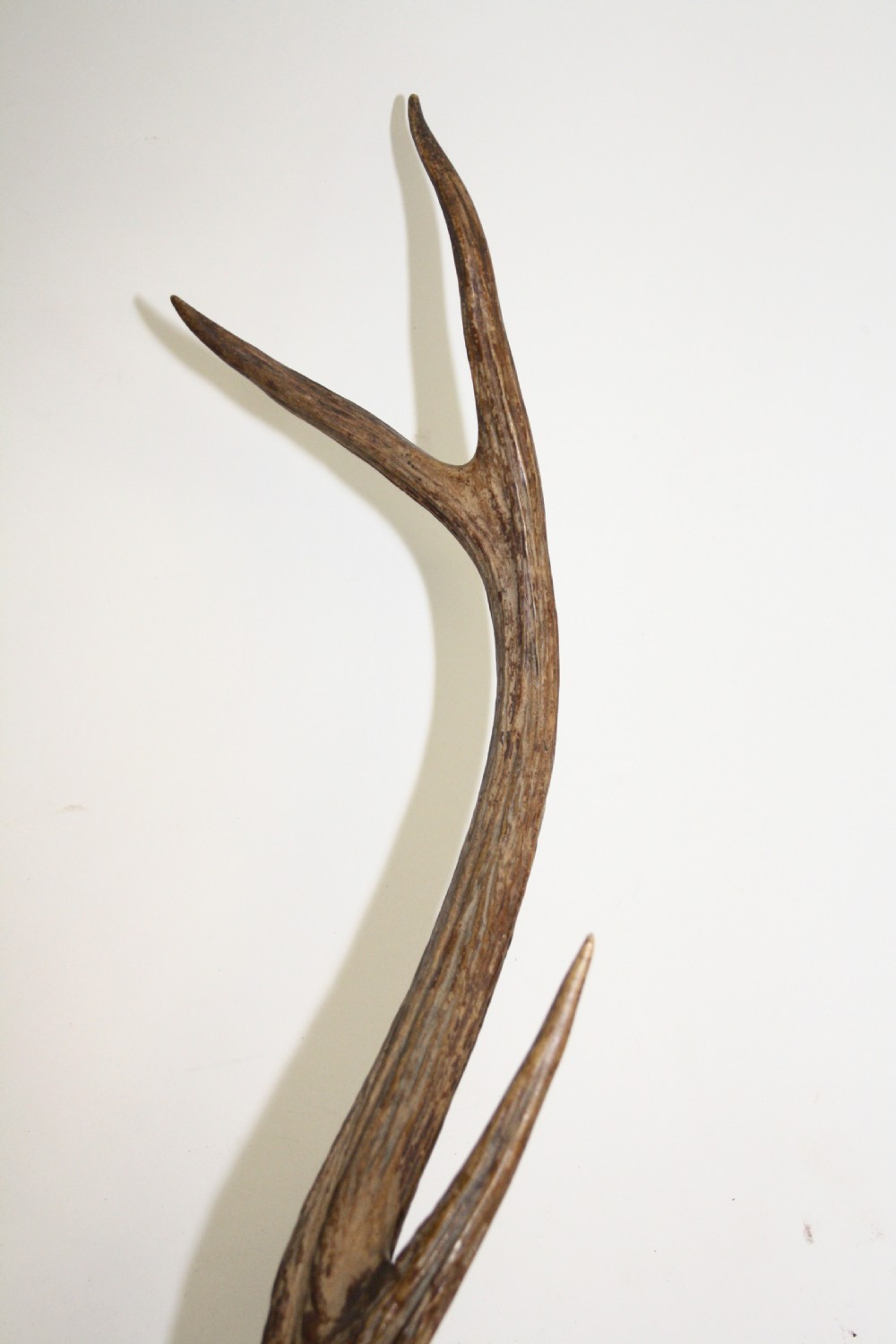 Small pair of antlers View IV