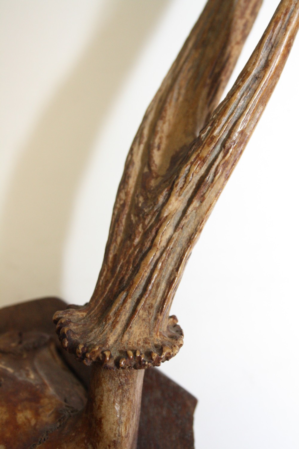 Small pair of antlers View V