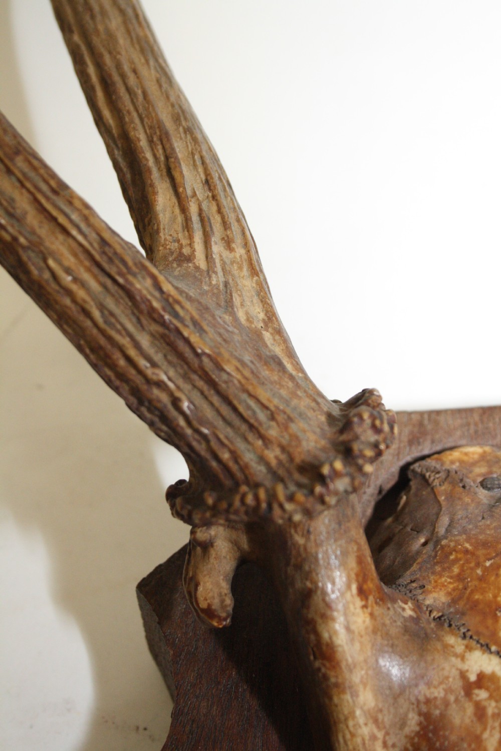 Small pair of antlers View VI