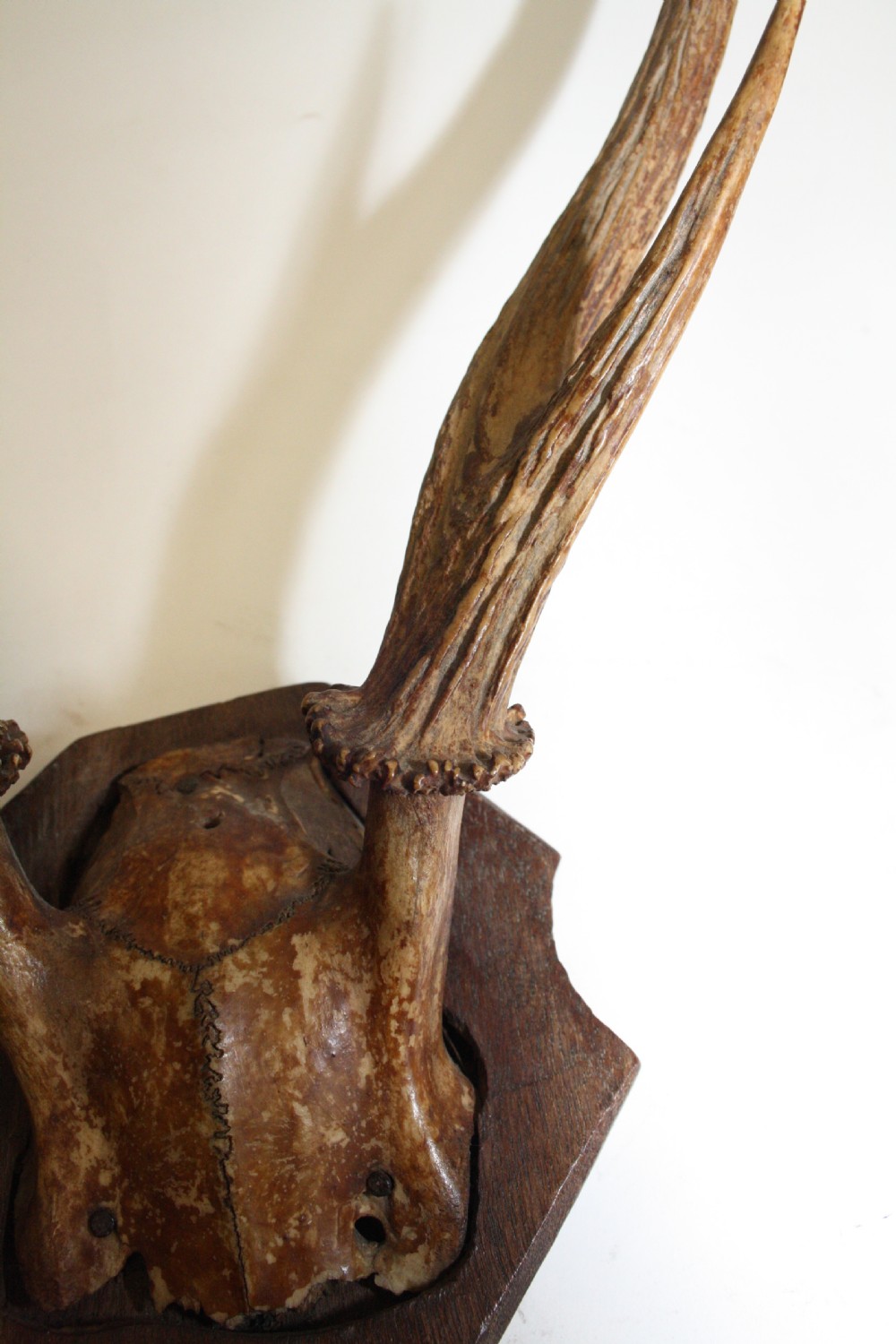 Small pair of antlers View VII