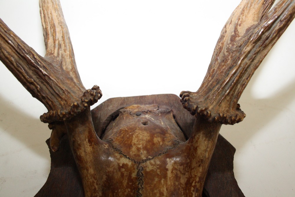 Small pair of antlers View VIII
