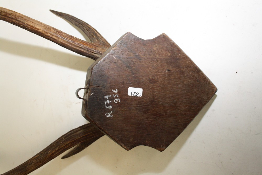 Small pair of antlers View IX